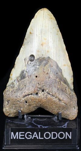 Huge Megalodon Tooth - North Carolina #31594